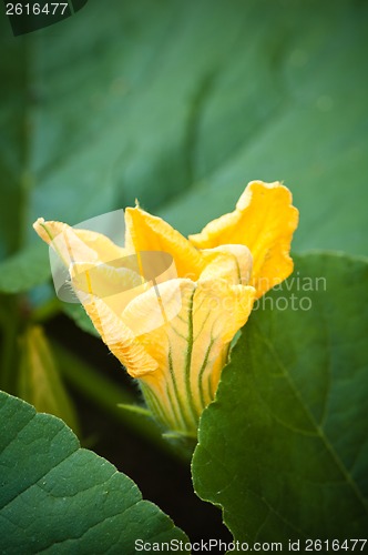 Image of Yellow pumpkin flower