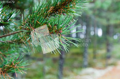 Image of Branch of a pine, close up