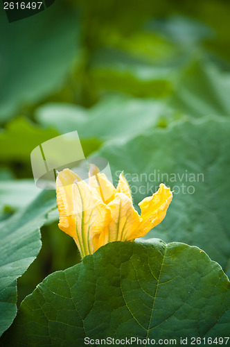 Image of Yellow pumpkin flower among green leaves 