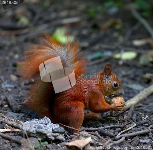 Image of Red squirrel eat walnut in autumn forest