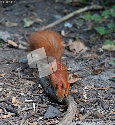 Image of Red squirrel in autumn forest