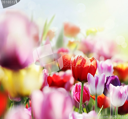 Image of colorful tulips in bloom