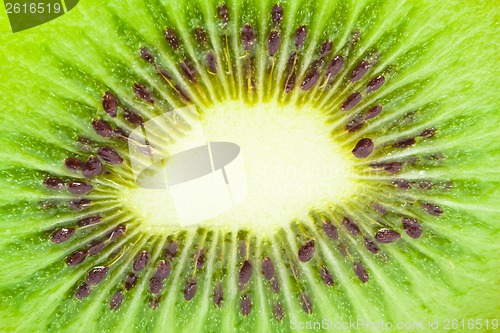Image of Kiwi