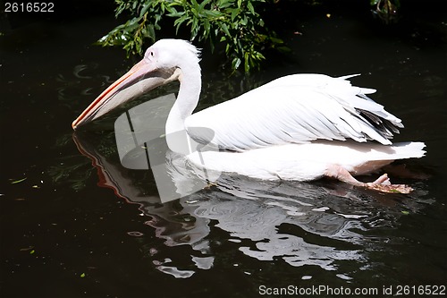 Image of Pelican