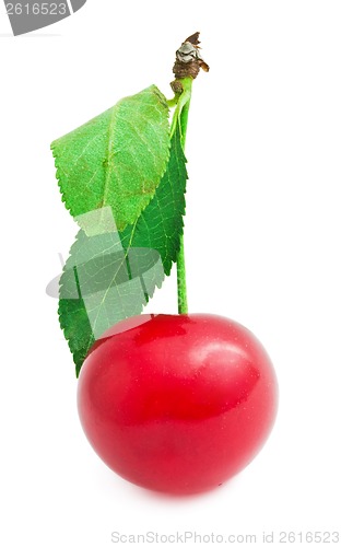 Image of Red cherry