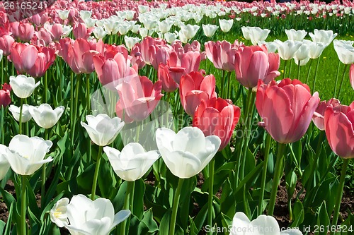 Image of Tulip flowers