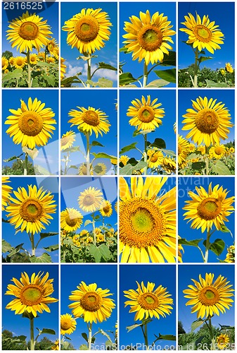 Image of Sunflowers