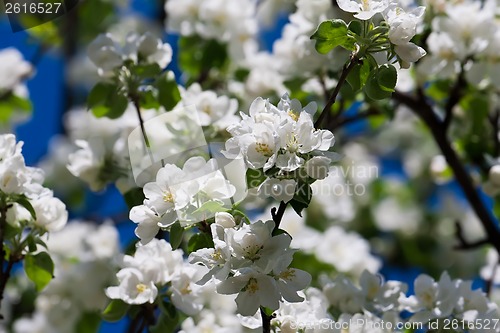 Image of Apple flowers