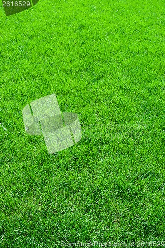 Image of Green grass