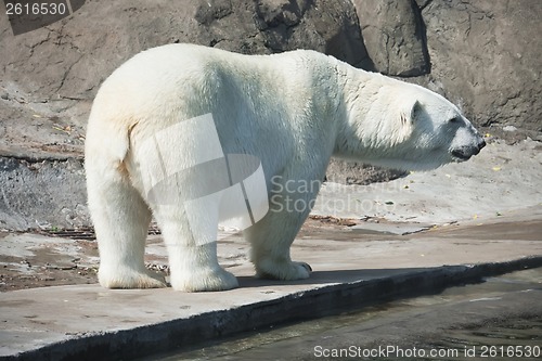 Image of Polar bear