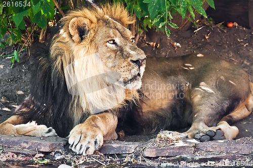 Image of Lion