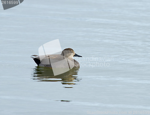 Image of Gadwall