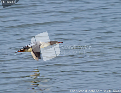 Image of Goosander in Flight