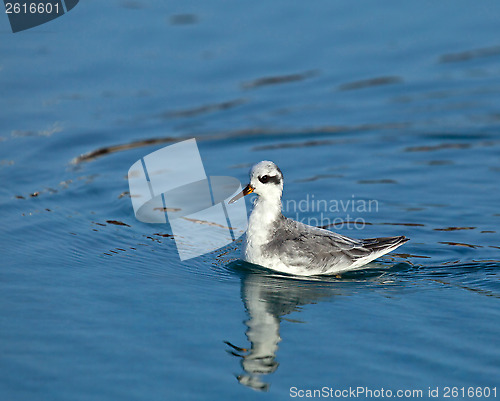 Image of Grey Phalarope