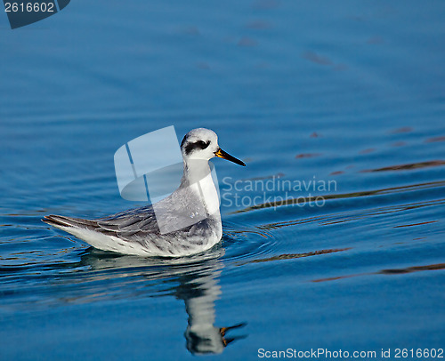 Image of Grey Phalarope