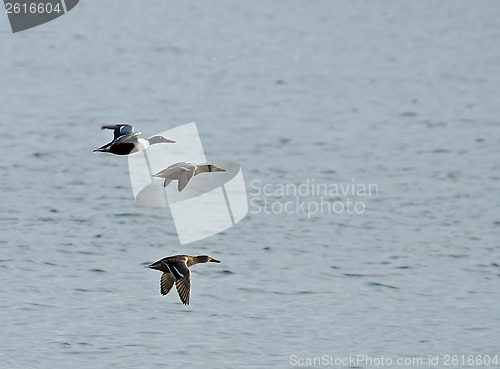 Image of Shoveler Ducks in Flight