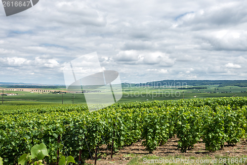 Image of Vineyard landscape, Montagne de Reims, France