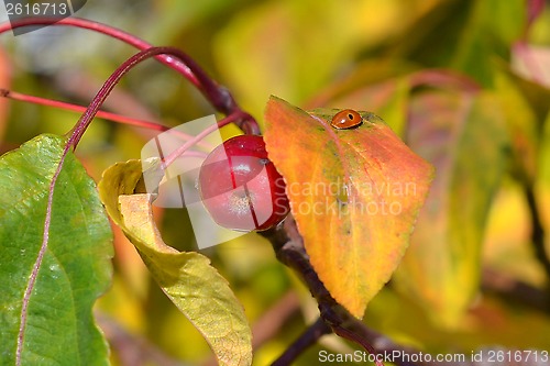 Image of Apple-tree branch with small apples and yellow leaves. autumn pa