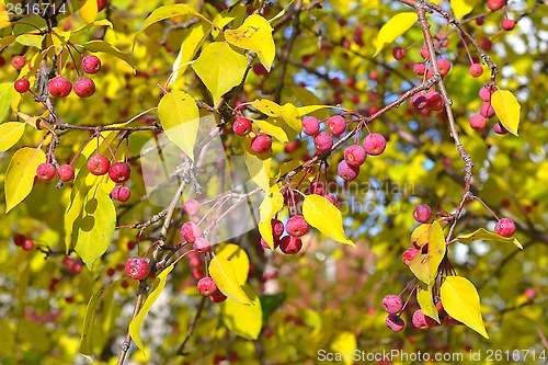 Image of Apple-tree branch with small apples and yellow leaves. autumn pa
