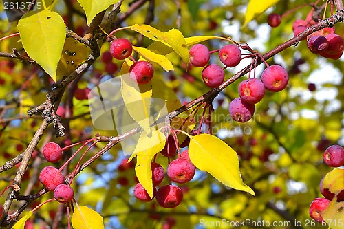 Image of Apple-tree branch with small apples and yellow leaves. Fall.