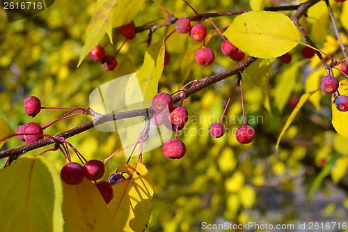 Image of Apple-tree branch with small apples and yellow leaves. autumn pa