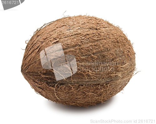 Image of Coconut