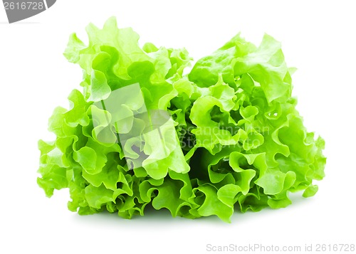 Image of Lettuce