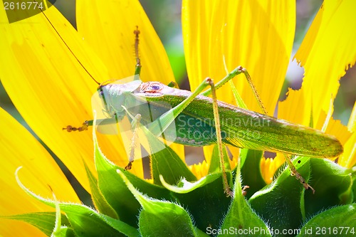 Image of Grasshopper