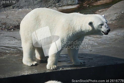 Image of Polar bear