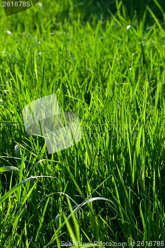 Image of Green grass