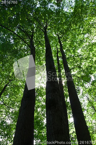 Image of Green forest