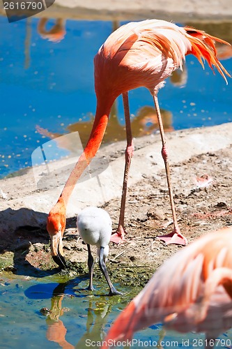 Image of Flamingo