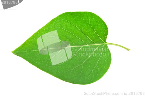 Image of Green leaf