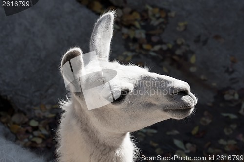 Image of Llama