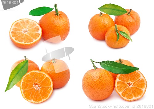 Image of Mandarins