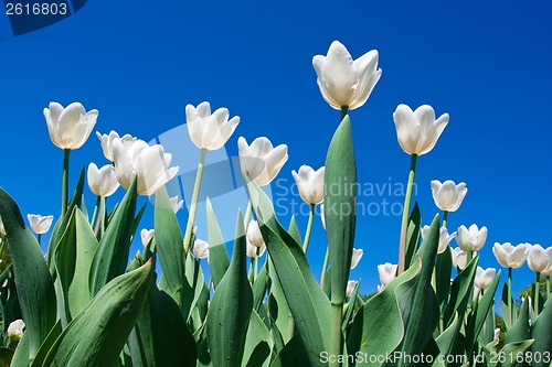 Image of Tulip flowers