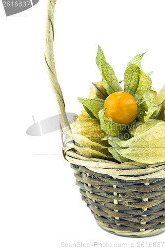 Image of Cape gooseberry