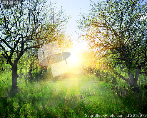 Image of Sunbeams in the forest