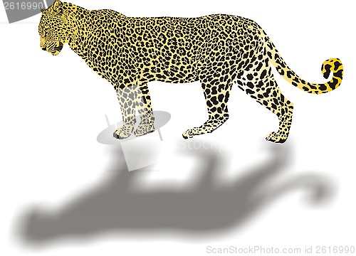 Image of Leopard illustration with shadow 