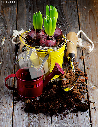 Image of Planting Hyacinth Bulbs