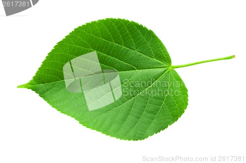 Image of Green leaf