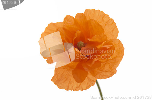 Image of Orange poppy