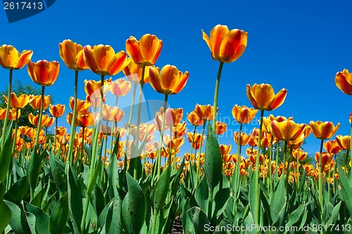 Image of Tulip flowers