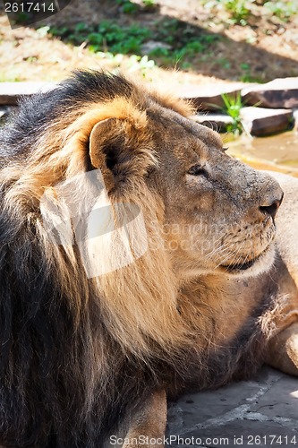 Image of Lion