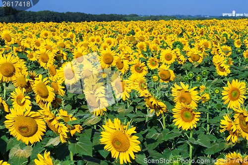 Image of Sunflowers