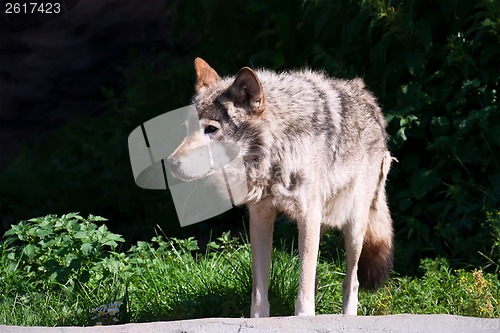 Image of Wolf