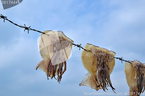 Image of Drying octopus