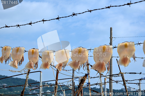 Image of Drying squid