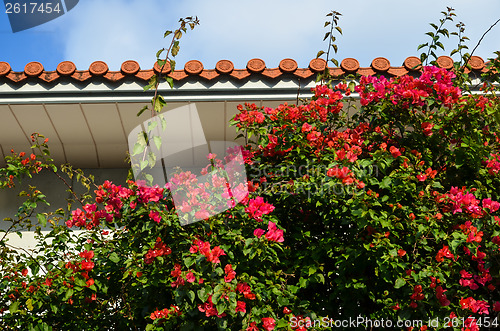 Image of Bougainvillea at wall