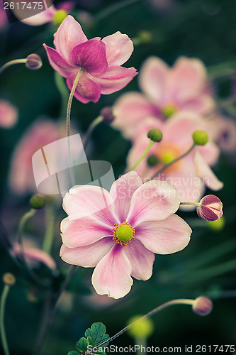 Image of Anemone japonica
